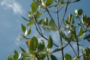 <strong>Rhizophora stylosa - Ramon, Laurence - 54</strong><br />© Ramon, Laurence